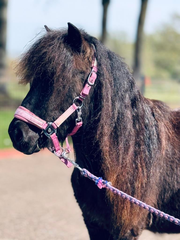 💕knappe stamboekpony💕, Niet van toepassing, 0 tot 2 jaar, Hengst, A pony (tot 1.17m)