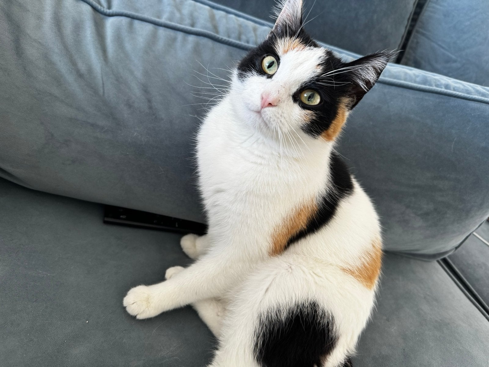 Meijes, Poes