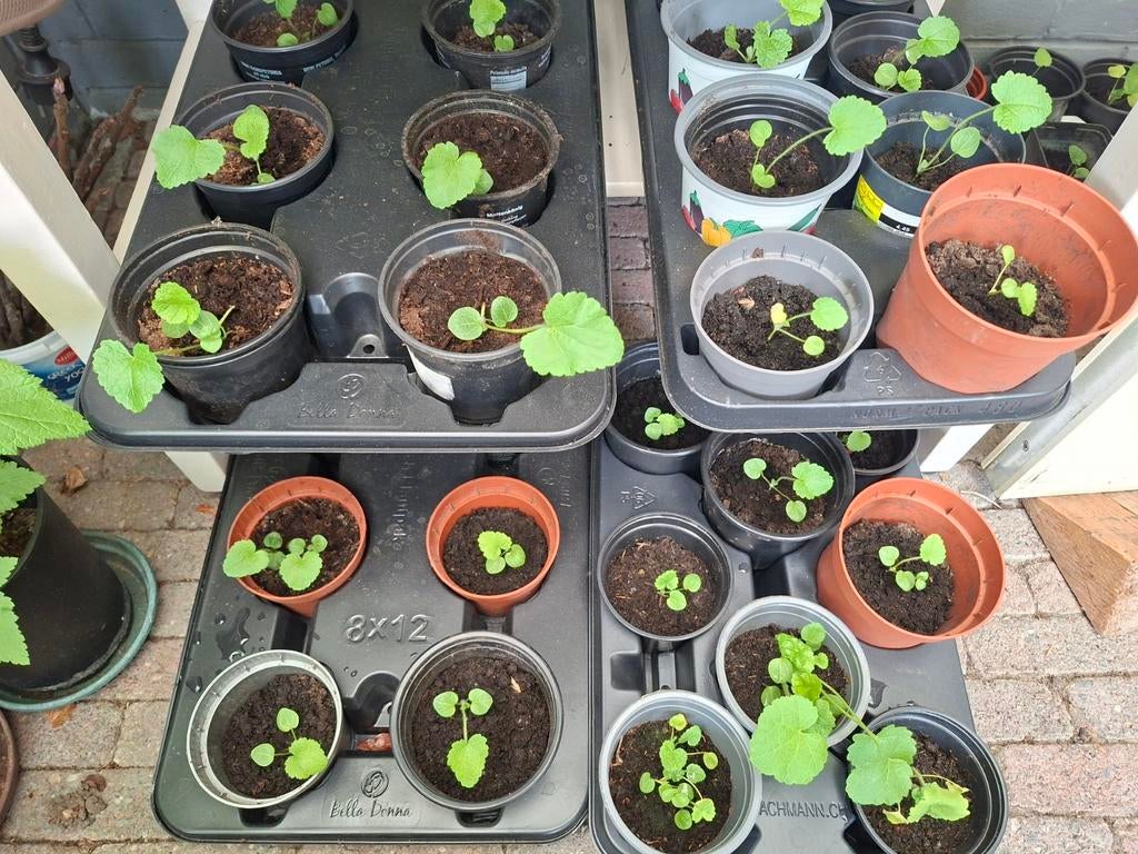 Stokroos plantjes, Ophalen, Eenjarig, Groenteplanten, Volle zon