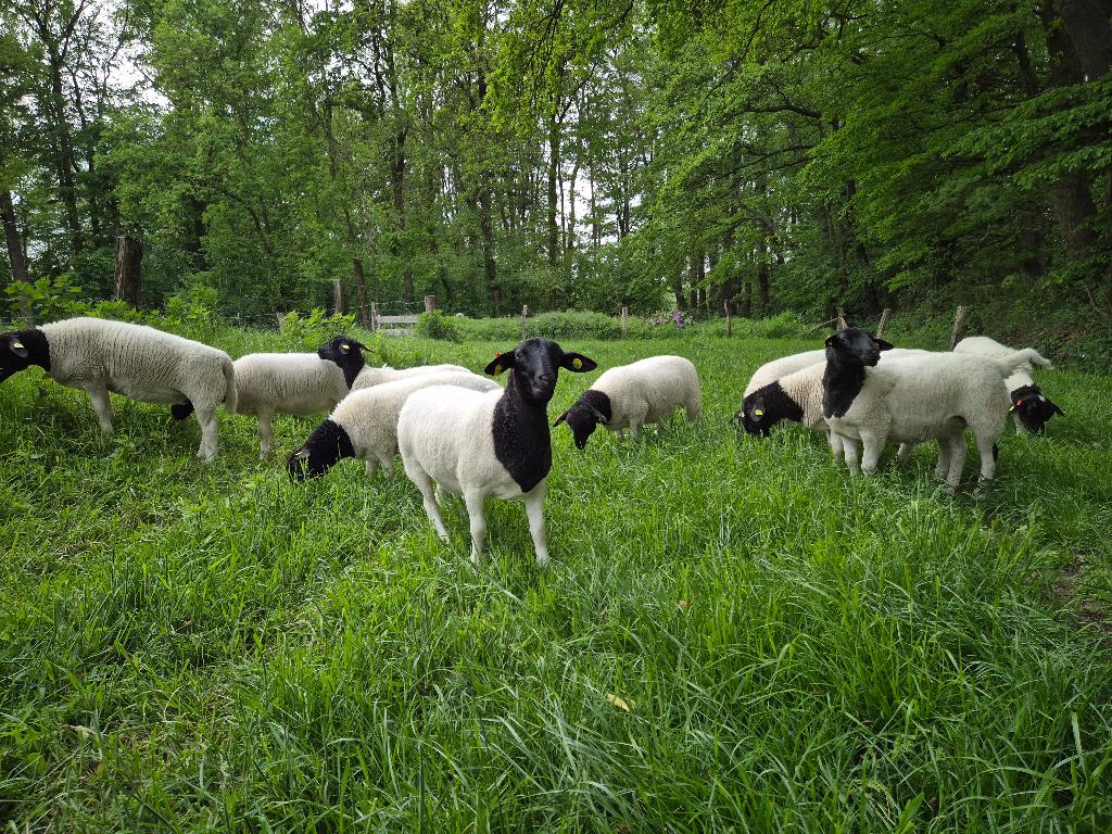 Stamboek Dorper rammen en vrouwelijke lammeren, Dieren en Toebehoren, Schapen, Geiten en Varkens, Meerdere dieren, Schaap
