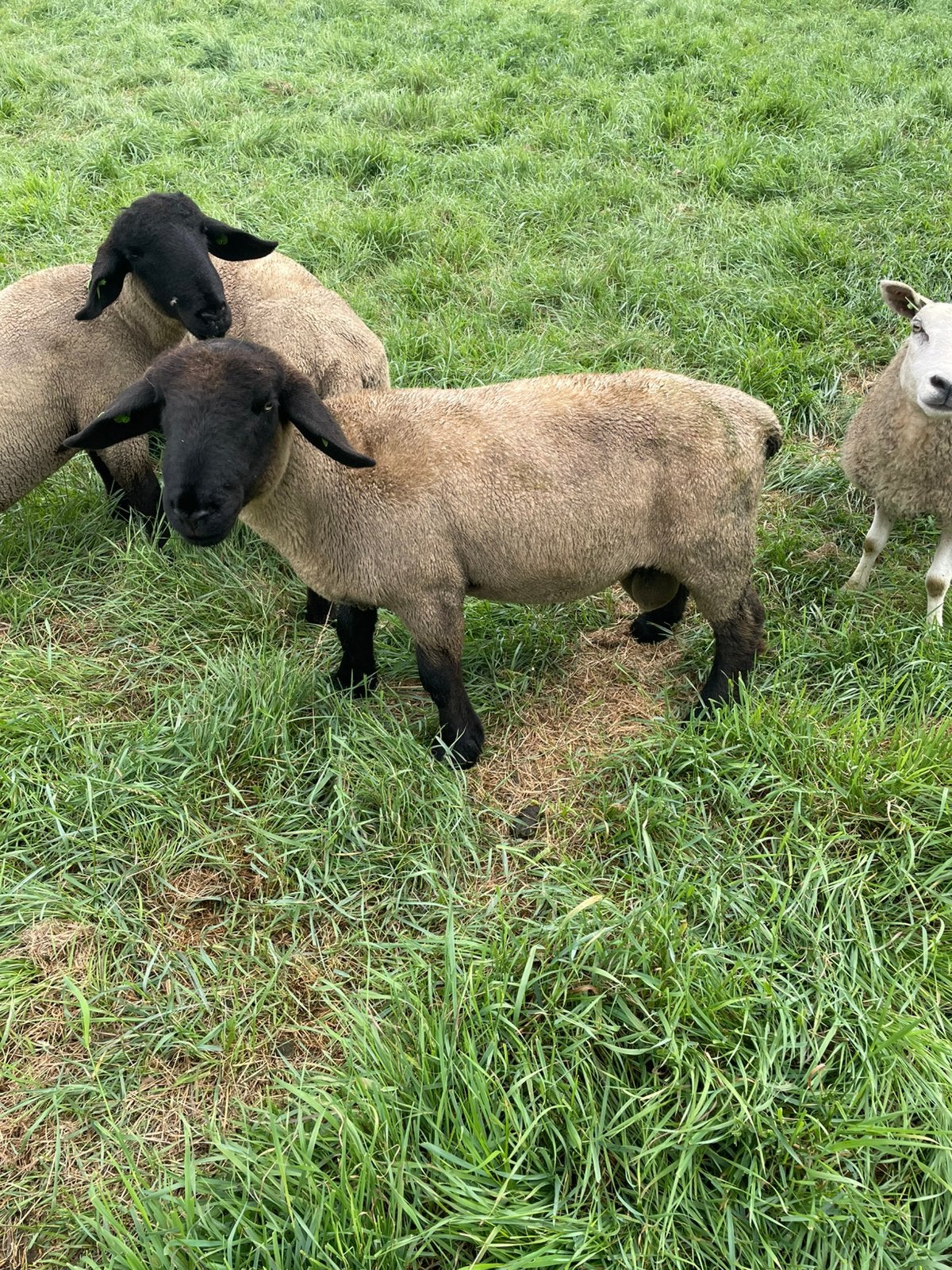 Suffolk stamboek rammen, Dieren en Toebehoren, Schapen, Geiten en Varkens, Mannelijk, Schaap