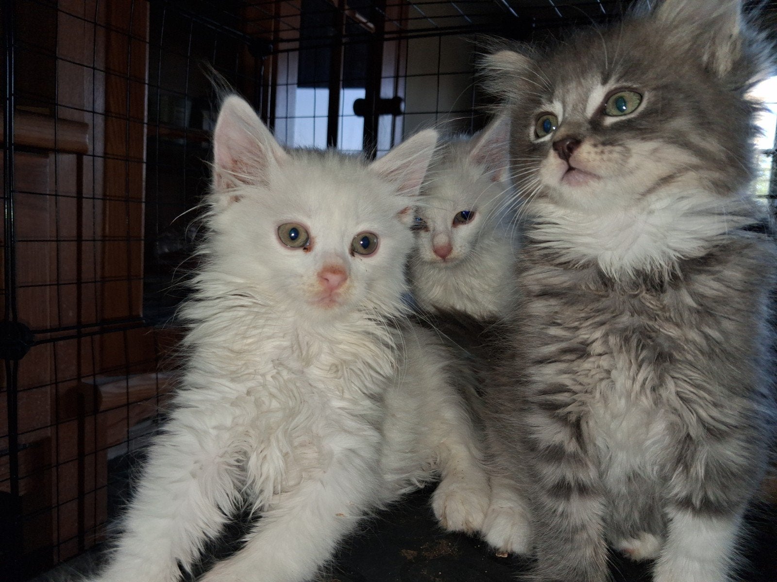 Te koop nog 2 raszuivere witte turkse angora poesjes, Meerdere dieren, Ontwormd