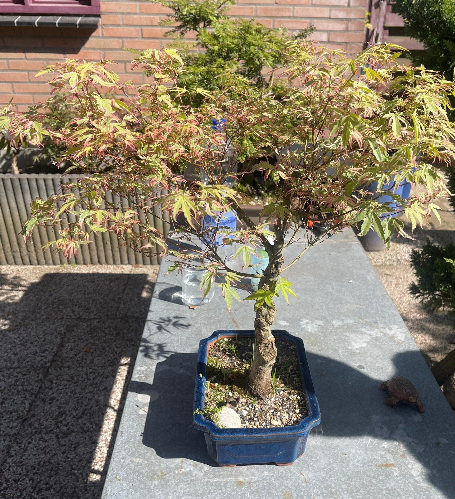 Japanse Esdoorn Bonsai - Acer Palmatum, Tuin en Terras, Planten | Tuinplanten, Ophalen