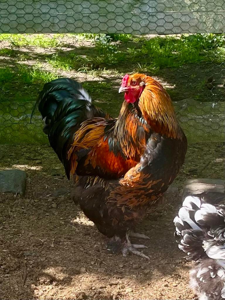 Brahma haan te koop., Mannelijk, Kip