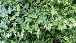Hedera Helix kleinbladige klimop, flinke plant veel wortels, Vaste plant, Ophalen of Verzenden, Bloeit niet, Halfschaduw