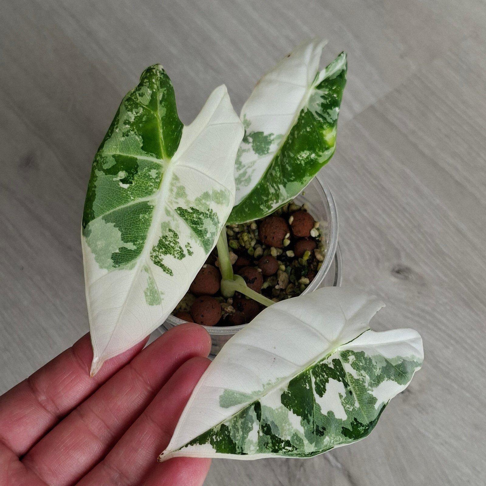 Alocasia frydek plant, Ophalen of Verzenden, Halfschaduw, Minder dan 100 cm