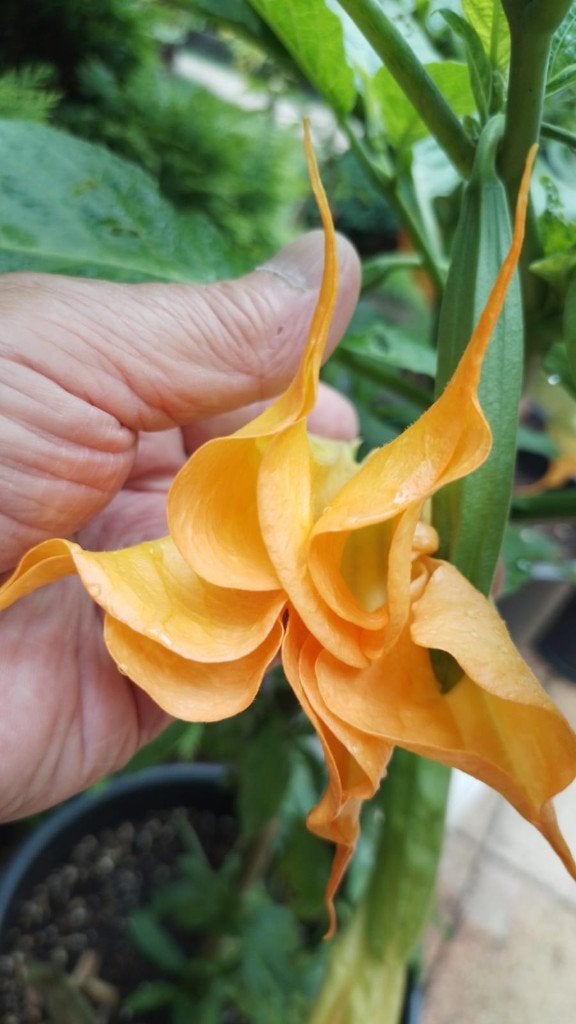 Brugmansia jericho, Tuin en Terras, Planten | Tuinplanten, Vaste plant, Halfschaduw, Zomer, Ophalen