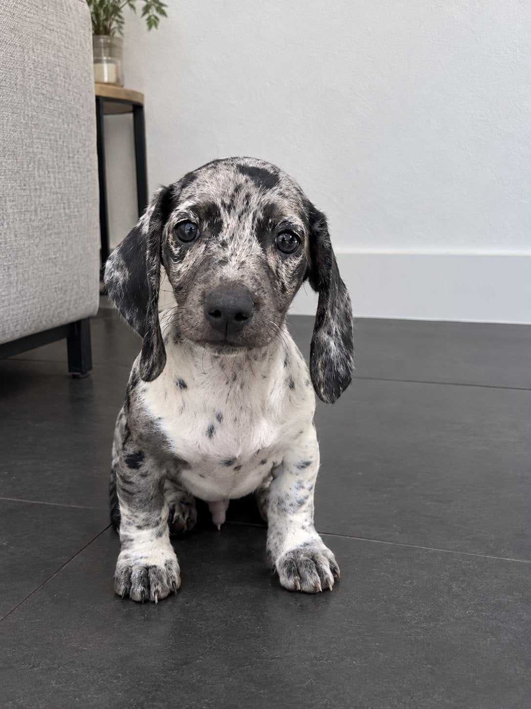 Dwerteckel pup (Kaninchen teckel), Dieren en Toebehoren, Kaninchen, 15 weken tot 1 jaar, Reu, Korthaar