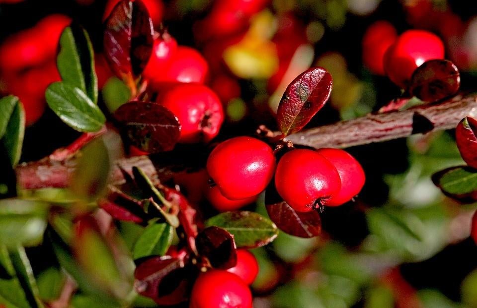 250 Cotoneaster Eicholz – Dé Ideale Taludbeplanting €300,-, Tuin en Terras, Planten | Tuinplanten, Bodembedekkers, Volle zon, Vaste plant