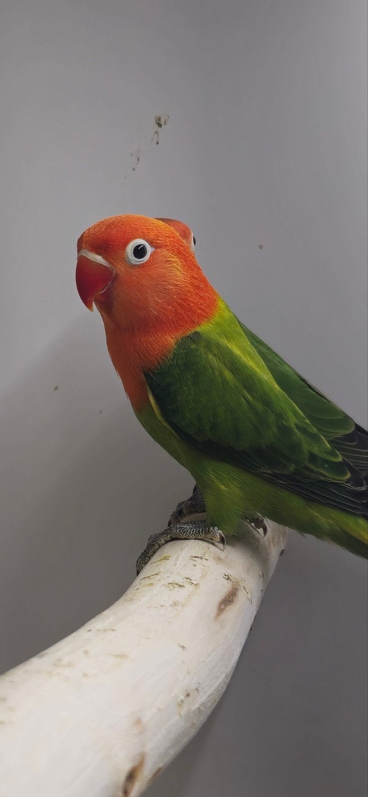 agapornis fischeri split pale fallow, Meerdere dieren, Dwergpapegaai of Agapornis, Tam