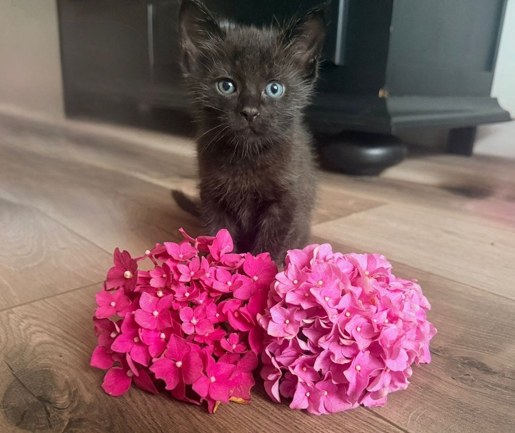 3 prachtige zwarte kittens zoeken een liefdevol thuis, Dieren en Toebehoren, Katten en Kittens | Raskatten | Langhaar, Meerdere dieren