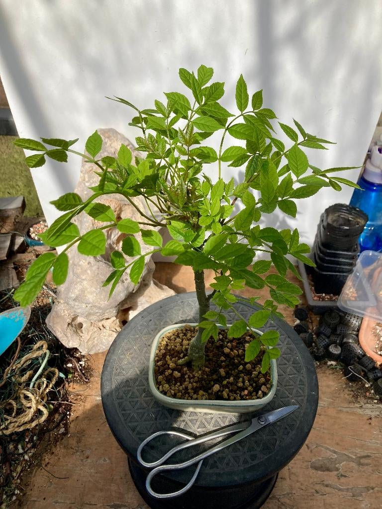 Bonsaï - Gewone Es (Fraxinus Excelsior), In pot, Halfschaduw, Minder dan 100 cm, Overige soorten