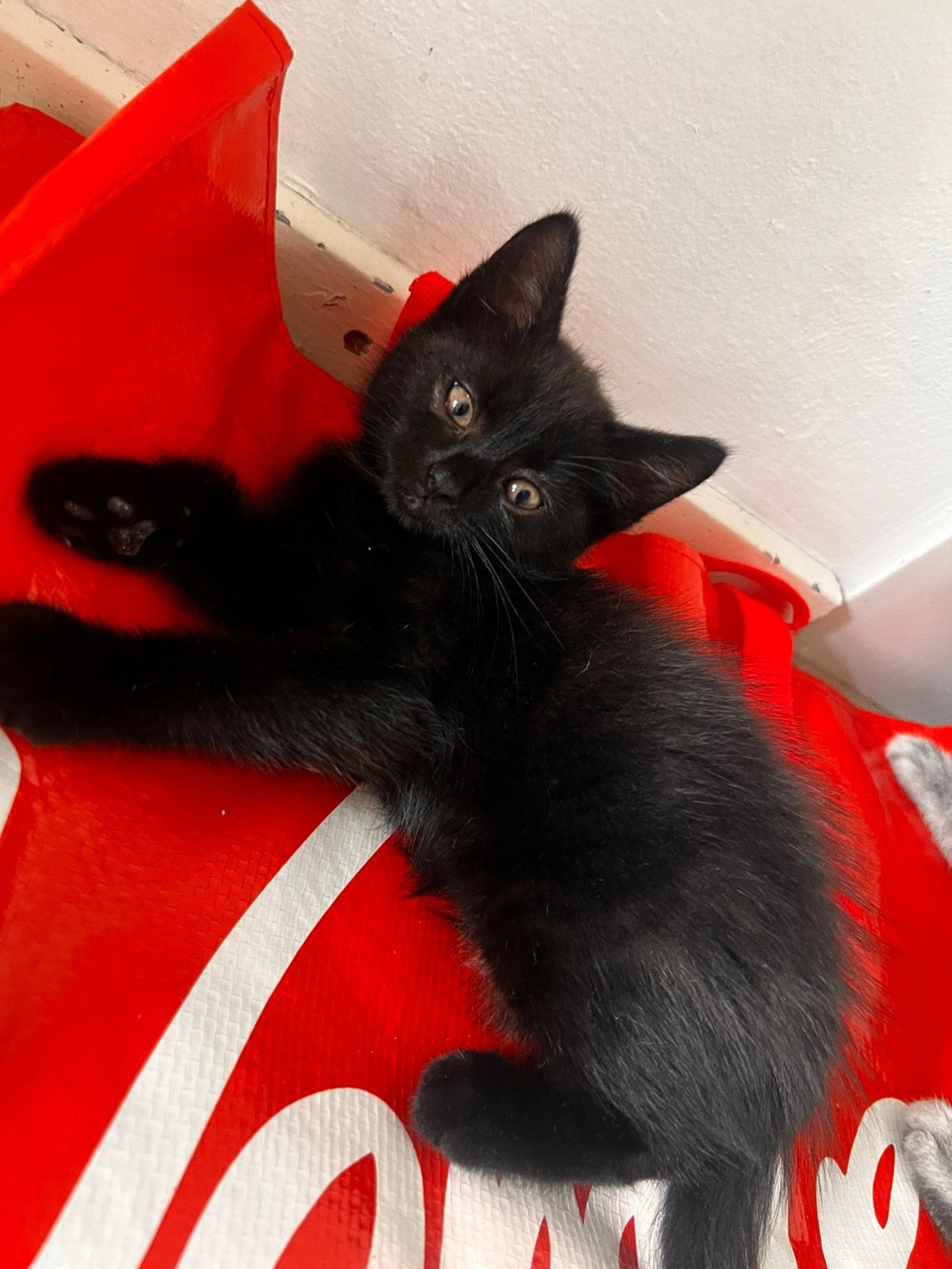 Kittens
