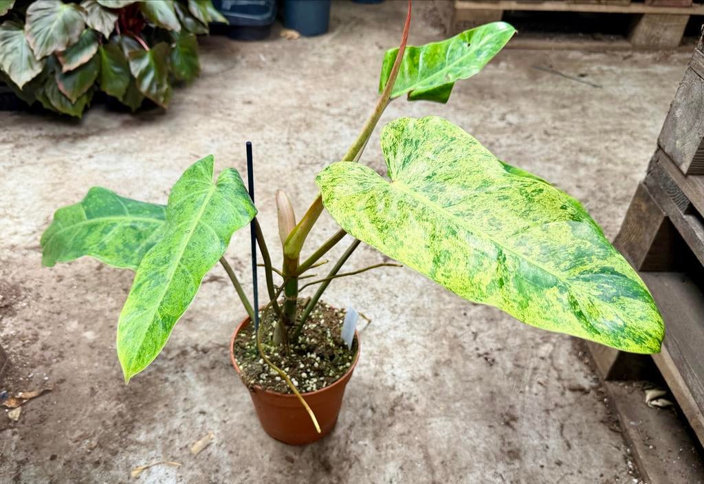 Philodendron Whipple Way Mint P15, Ophalen of Verzenden
