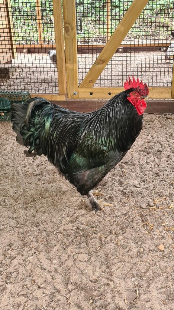 Gratis 1 jarig haantje, Dieren en Toebehoren, Ophalen of Verzenden, Nieuw, Overige typen