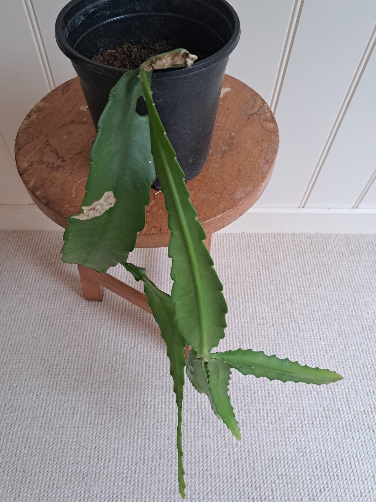 hangcactus, Ophalen, Halfschaduw, Minder dan 100 cm