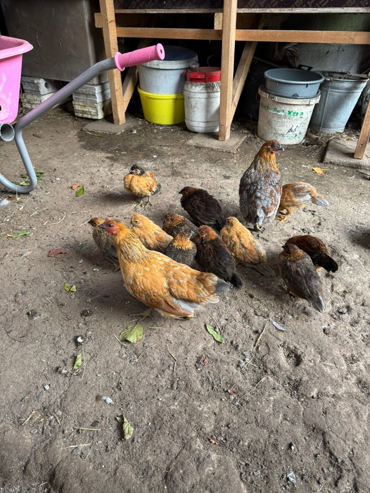 Boeren krielkippen, Dieren en Toebehoren, Vrouwelijk, Kip