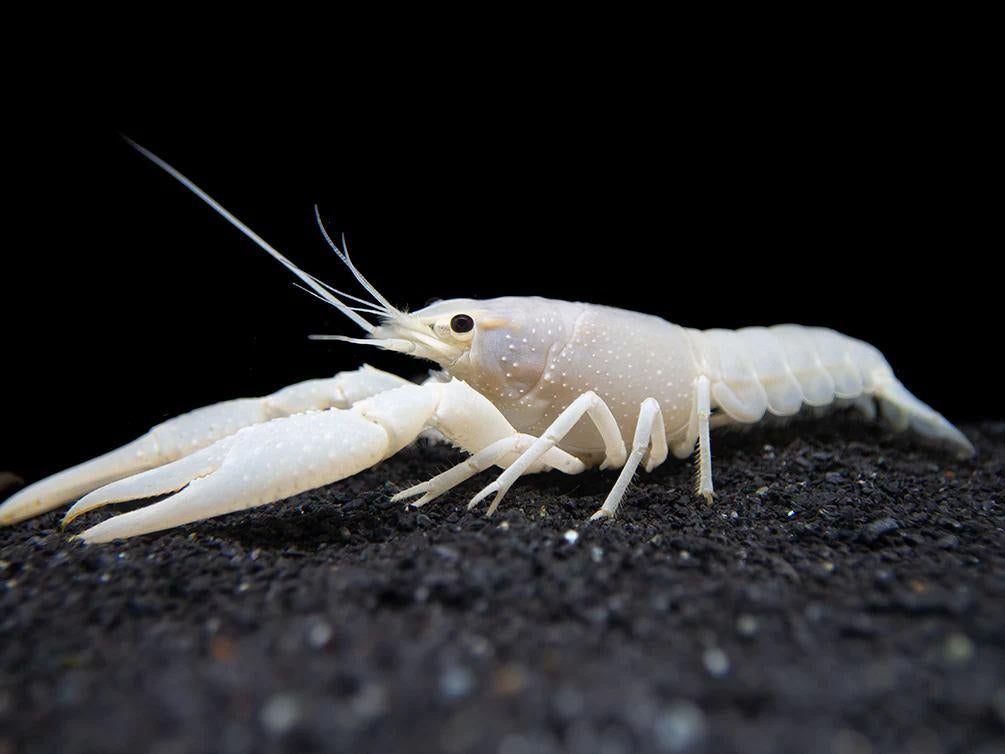 Aquarium Kreeft Wit (Procambarus White Specter), Dieren en Toebehoren, Kreeft, Krab of Garnaal, Zoetwatervis