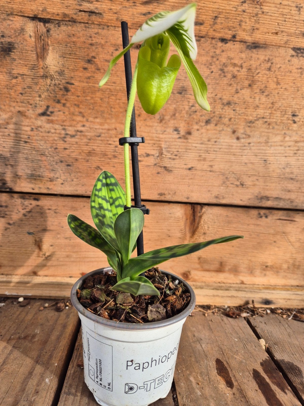 Orchidee Paphiopedilum p9 (2), Ophalen of Verzenden, Halfschaduw, Minder dan 100 cm