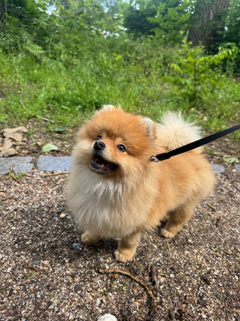 Pomeriaan pup✨, Dieren en Toebehoren, Honden | Niet-rashonden, Parvo, Particulier, 15 weken tot 1 jaar, Reu
