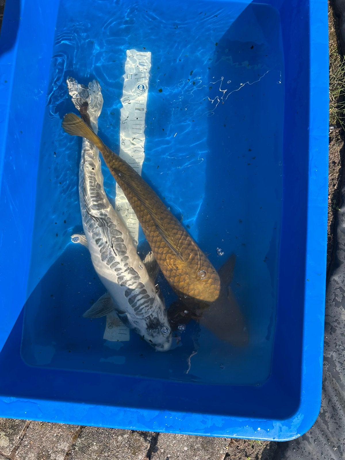 Chagoi en doitsu gin matsuba, Karper of Koi