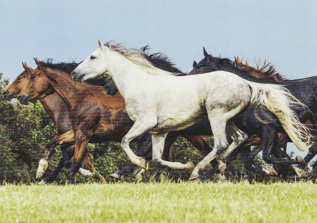 Paard 2 Mecklenburger 503, Verzamelen, Ophalen of Verzenden, 1980 tot heden, Ongelopen, Paard