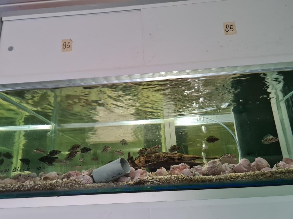 Altolamprologus Calvus Black Tanganyika Cichliden