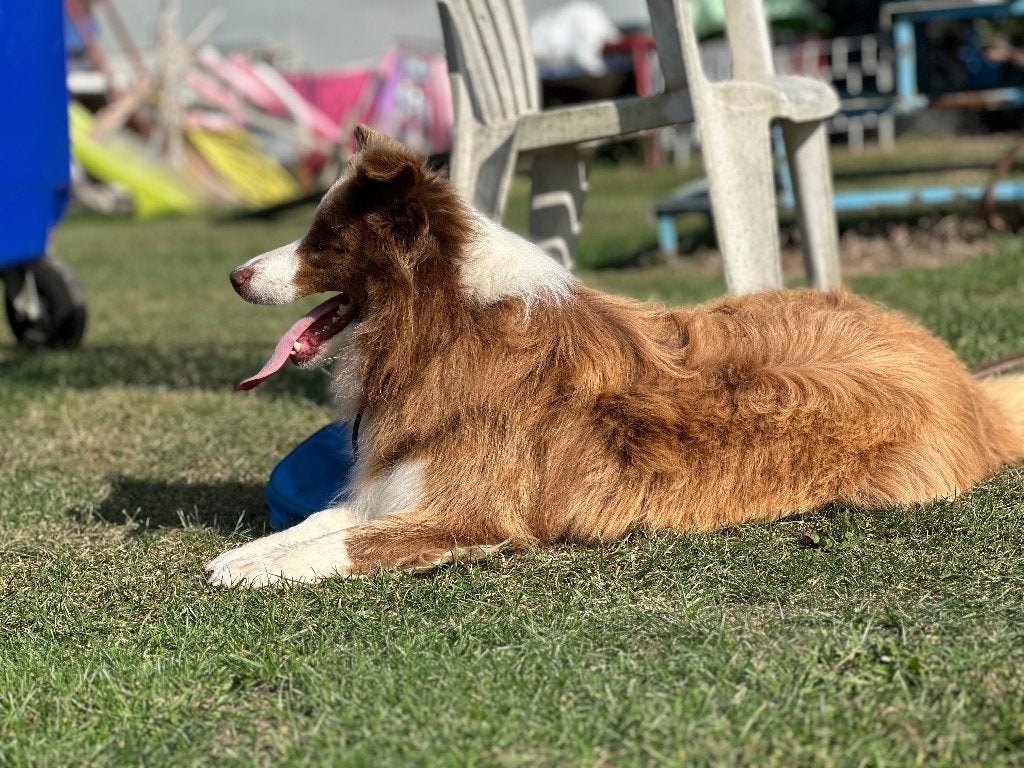 Border Collie, België, Particulier, 1 tot 2 jaar, Teef