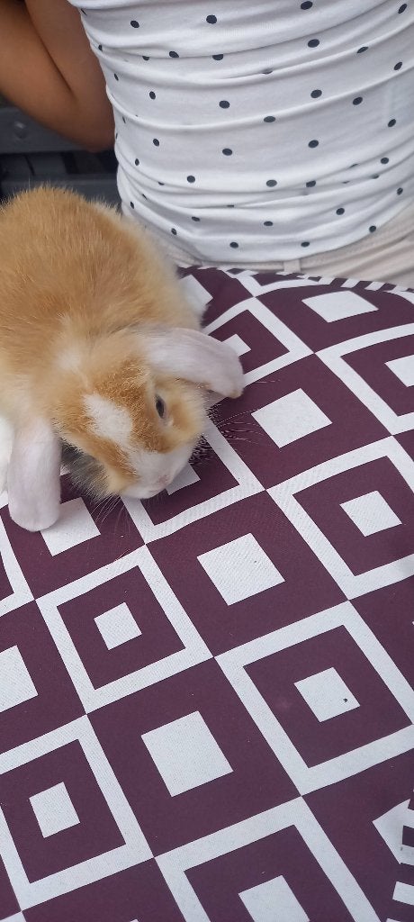 2 minilop s dwerg konijntjes, Dieren en Toebehoren, Meerdere dieren, Dwerg, Hangoor, 0 tot 2 jaar