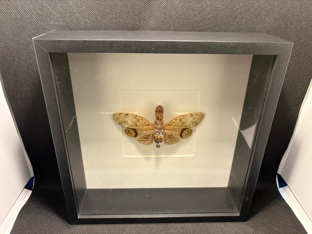 Geprepareerde vlinder in een 3d lijst, Ophalen of Verzenden, Insect, Opgezet dier