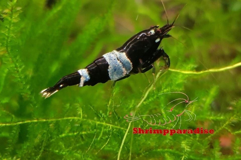 Startgroep caridina garnalen medium en high grade 12 stuks, Dieren en Toebehoren, Kreeft, Krab of Garnaal, Zoetwatervis