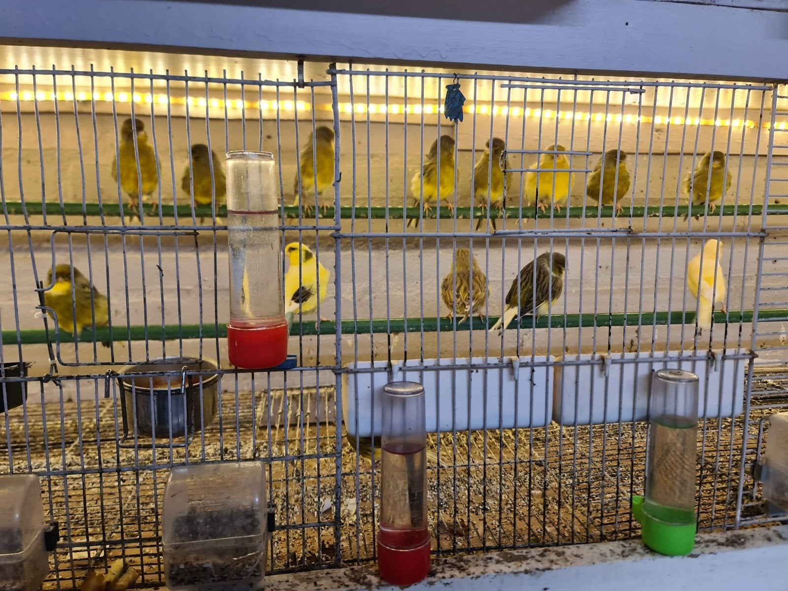 Glosters kanaries, Dieren en Toebehoren, Vogels | Kanaries, Mannelijk, Kleurkanarie