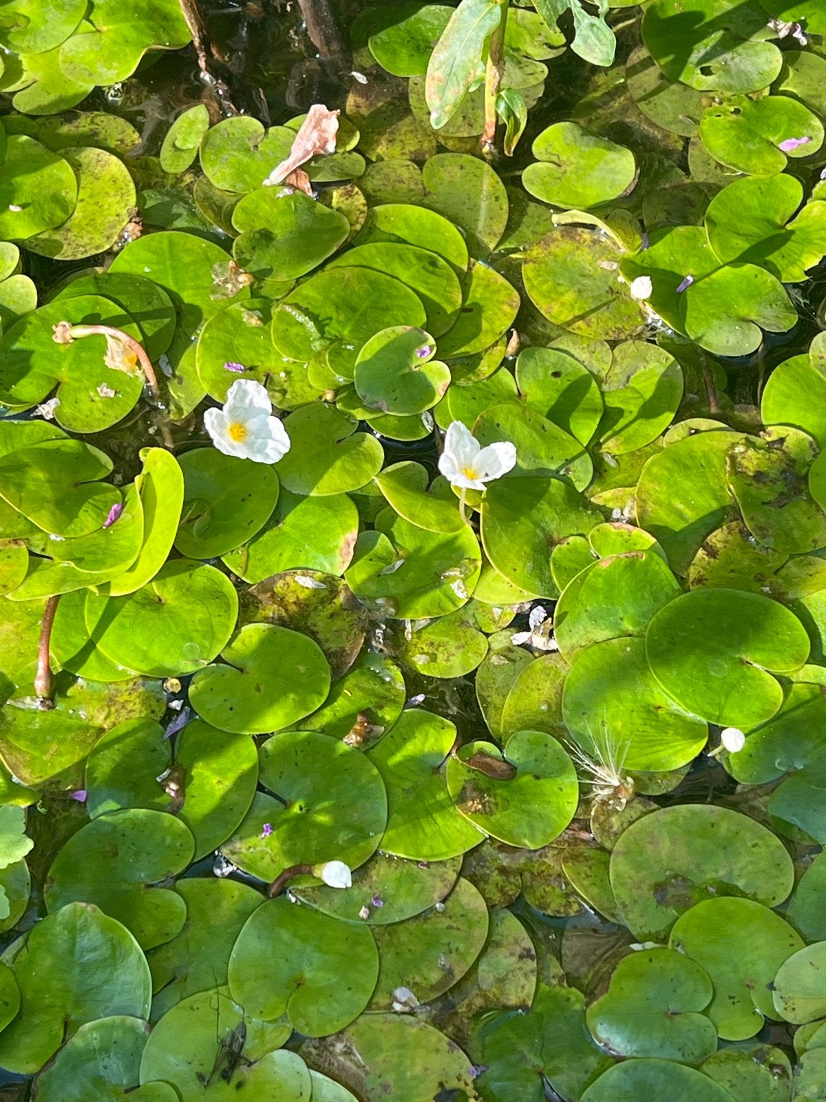 Kikkerbeet plantjes - Drijvende vijverplanten, Ophalen, Nieuw
