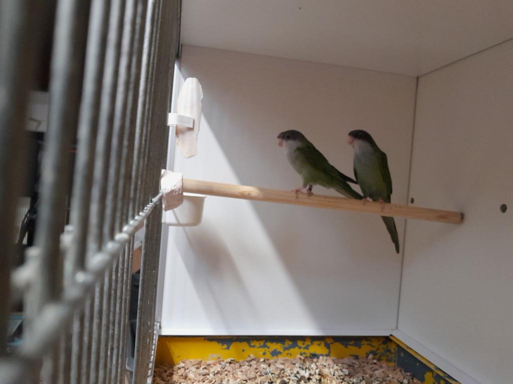 Koppel 2 aymara parkieten, Dieren en Toebehoren, Meerdere dieren, Parkiet