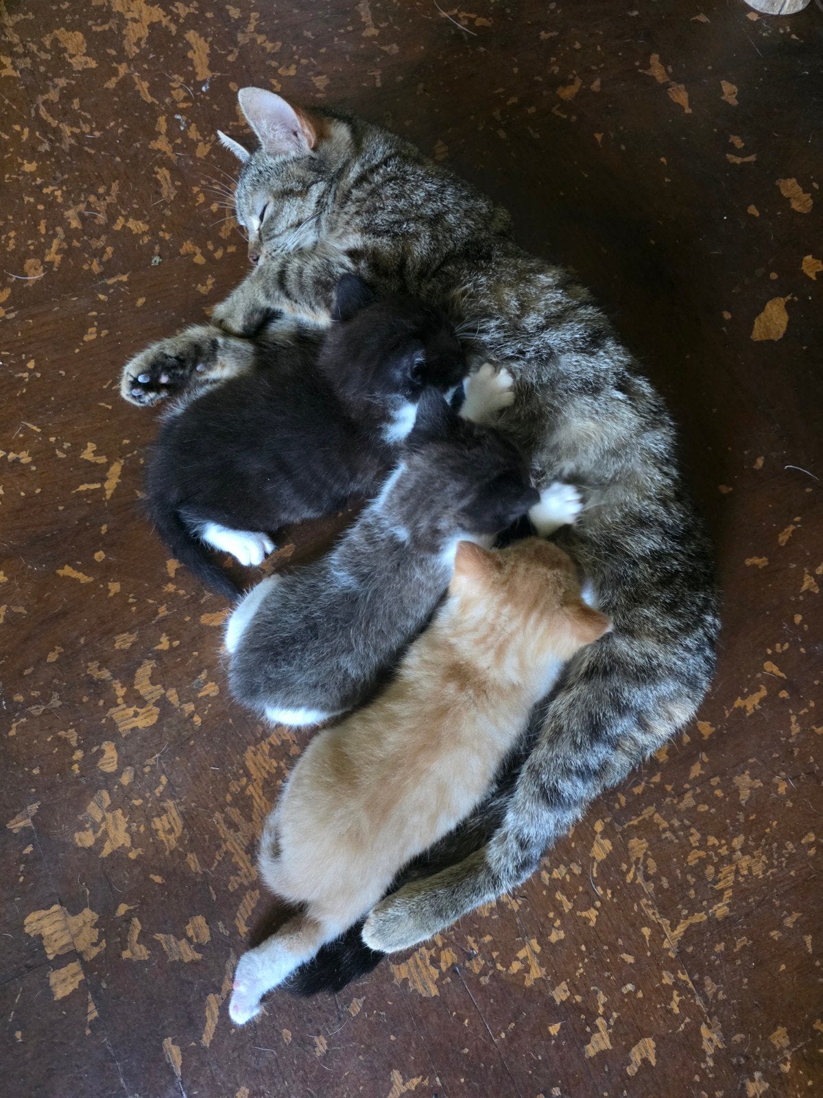 Twee zusjes voor de prijs van 1, Dieren en Toebehoren, Mei, Meerdere dieren