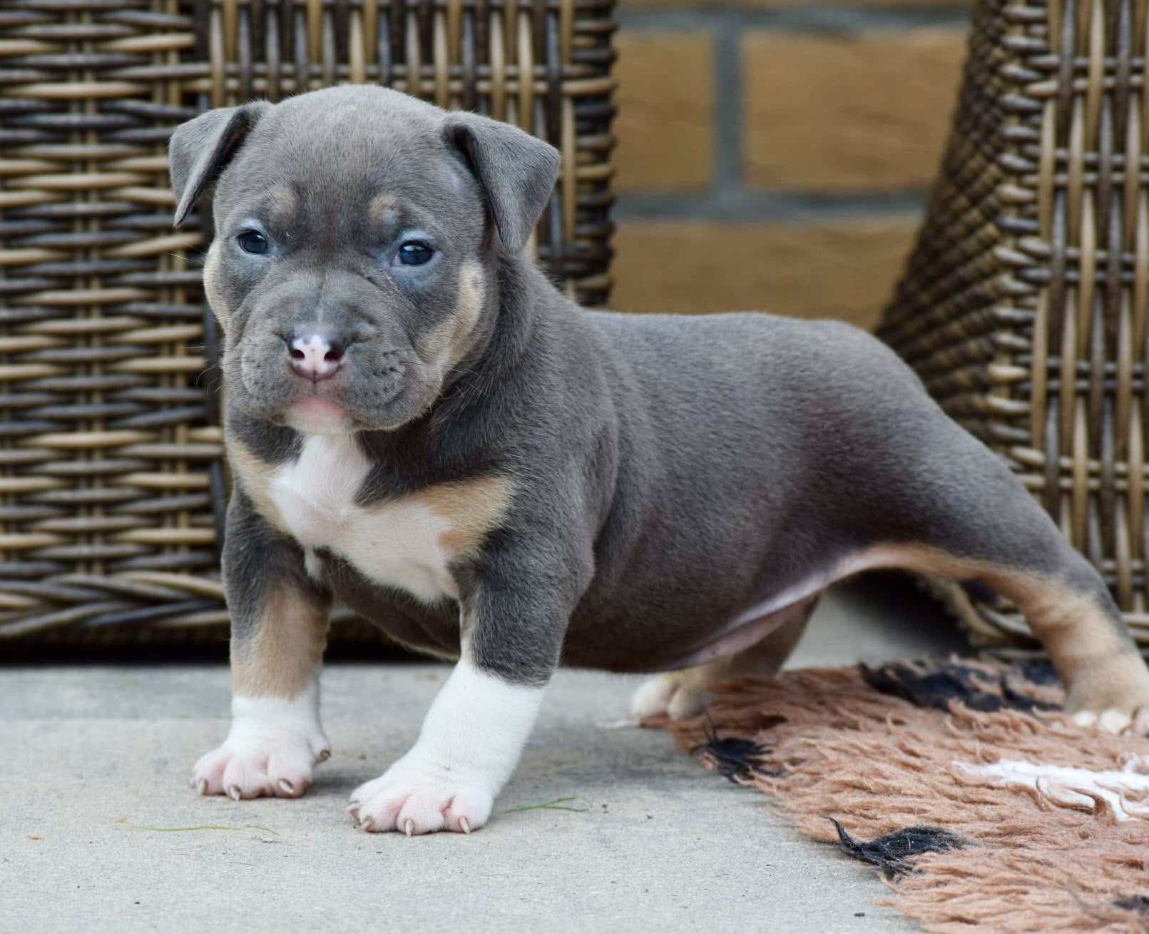 Foto 20 van 🔥American bully pups uit grand champion line, tricolors