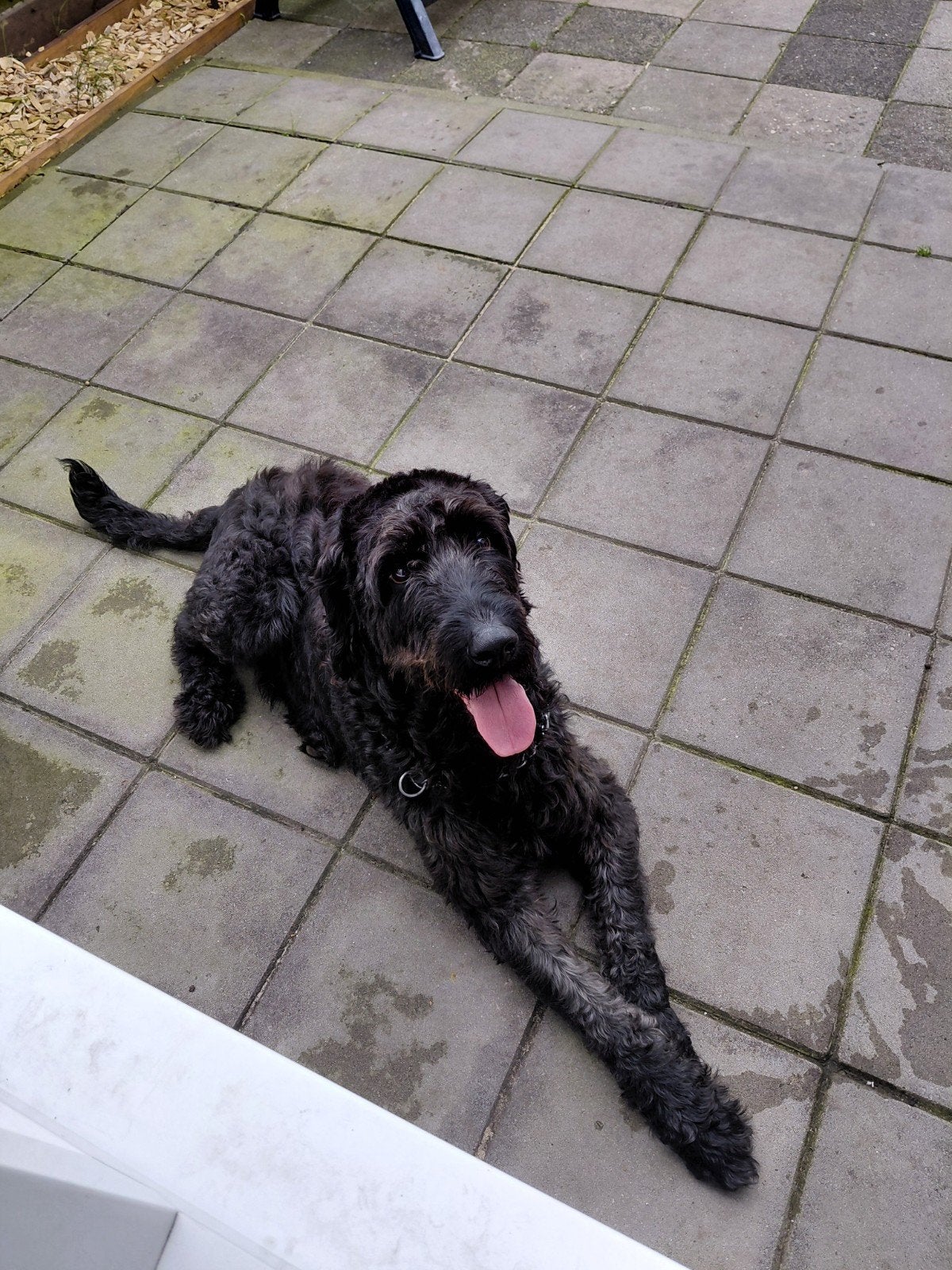 Labrodoodle Pablo - 6 jaar - zoekt liefdevol huis!, 6 jaar of ouder, Reu, Eén hond, Middel