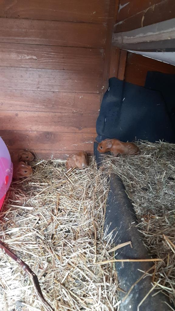Cavia jongen, Mei, Mannelijk, Cavia
