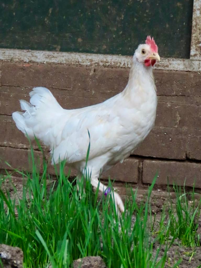 Puk, tam hanen kuiken, Dieren en Toebehoren, Mannelijk, Kip