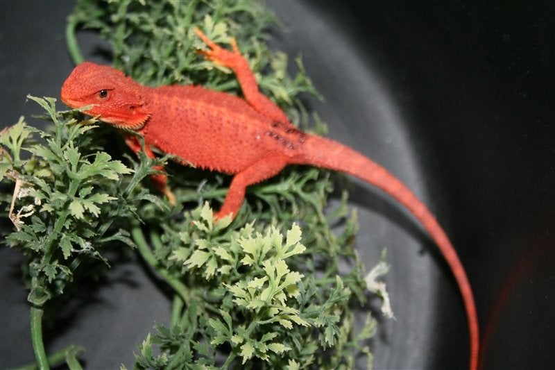 Baardagamen Bearded Dragons Red Bleu-tiger Hypo Trans Bearded Dragon photo 19
