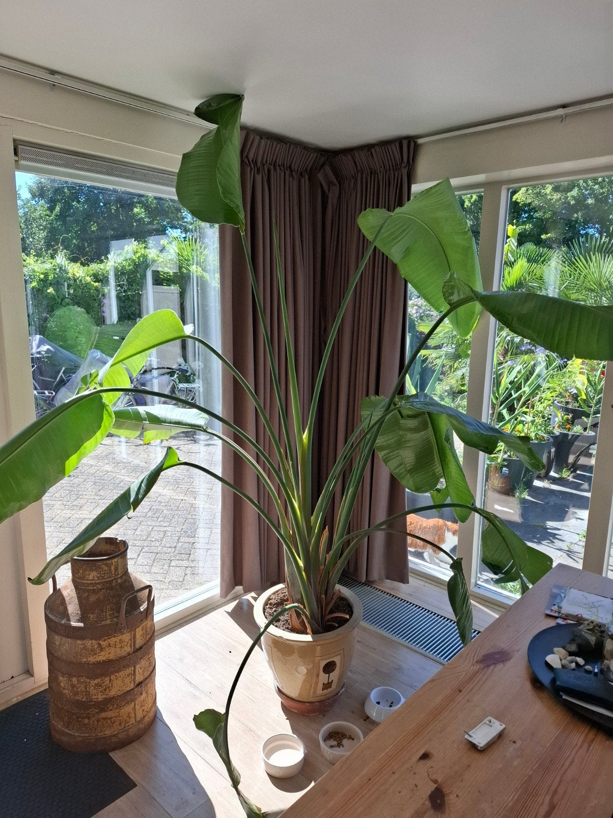 Strelicia, Ophalen, Halfschaduw, 150 tot 200 cm