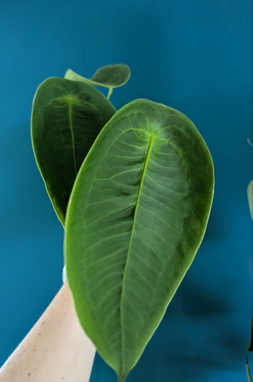 ACTIE Anthurium Peltigerum kamerplant, Ophalen of Verzenden, Halfschaduw, Minder dan 100 cm