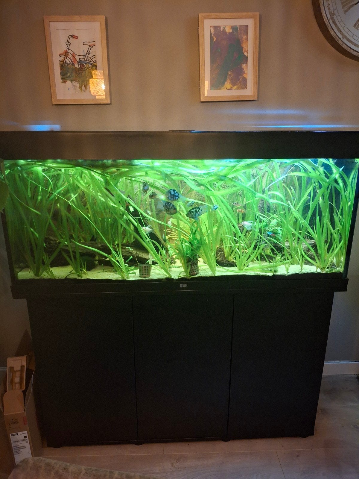 aquarium juwel 120, Dieren en Toebehoren, Juwel, Inclusief vissen, Ophalen of Verzenden, Gevuld zoetwateraquarium