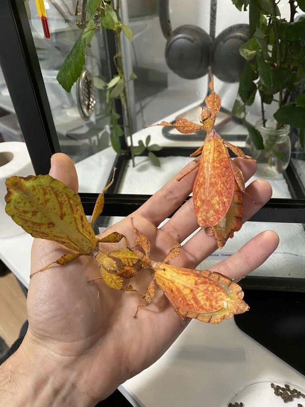 Zeldzame wandelende bladeren / eieren, Dieren en Toebehoren, Insecten en Spinnen, Wandelende tak