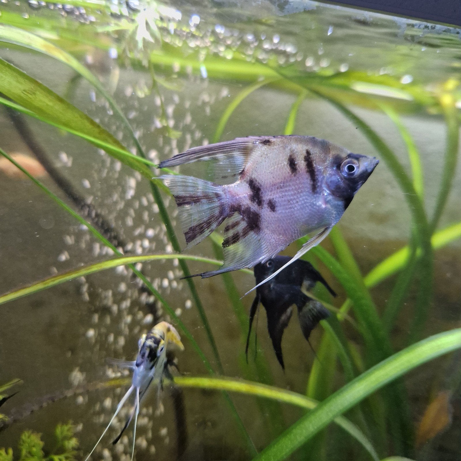 Gemêleerde jonge maanvissen €3 euro per stuk, Dieren en Toebehoren, Vissen | Aquariumvissen, Vis, Zoetwatervis, Schoolvis
