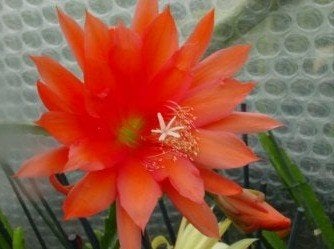 epiphyllum cactus gold lachs gewortelde stekken, Huis en Inrichting, Kamerplanten, Minder dan 100 cm, Bloeiende kamerplant, Halfschaduw
