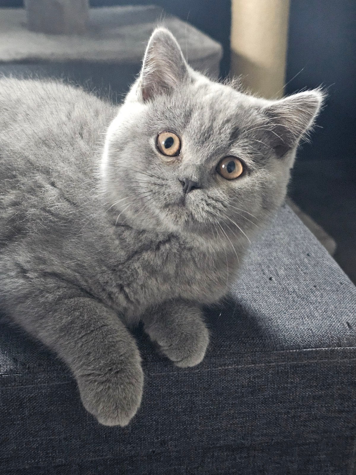 Britse korthaar kittens, Meerdere dieren, Ontwormd, 0 tot 2 jaar