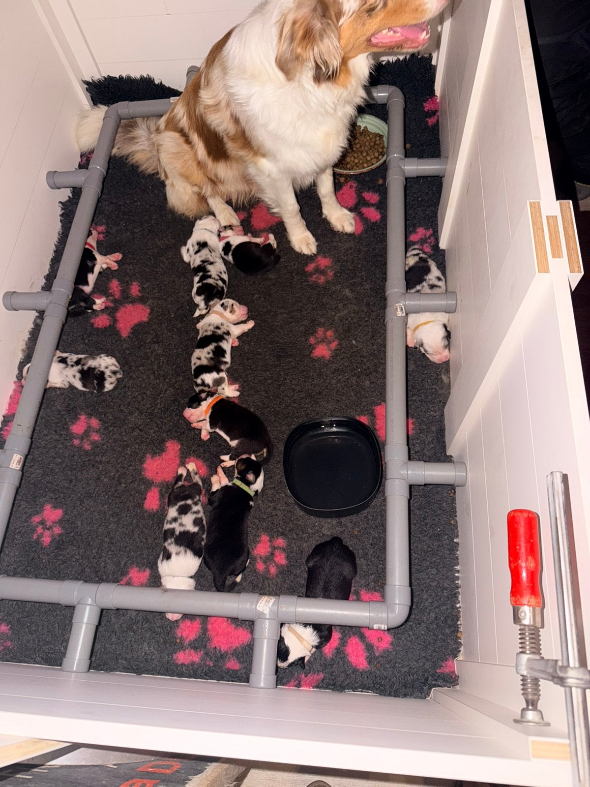 Australian shepherd pups black tri/ blue merle, Overige rassen, 8 tot 15 weken, Parvo, Meerdere