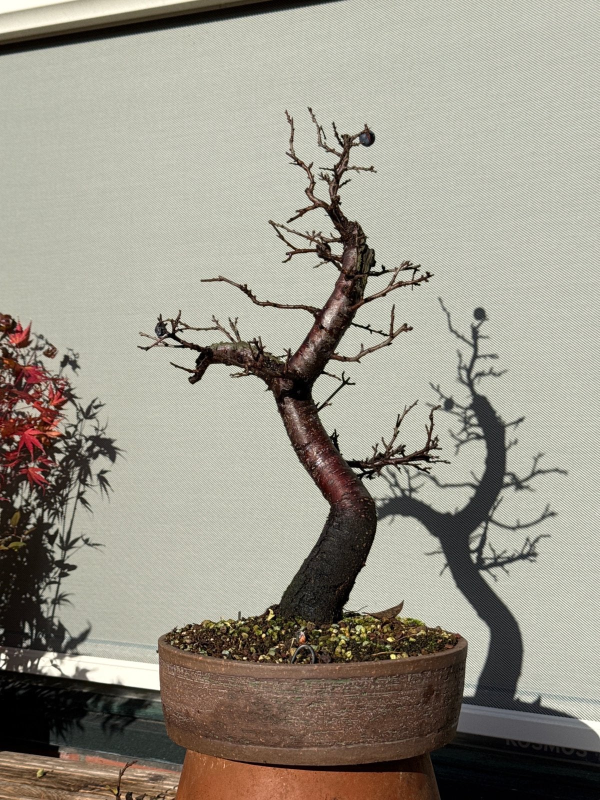 Sleedoorn Bonsai Prunus Spinosa, Volle zon, Lente, Minder dan 100 cm, Overige soorten