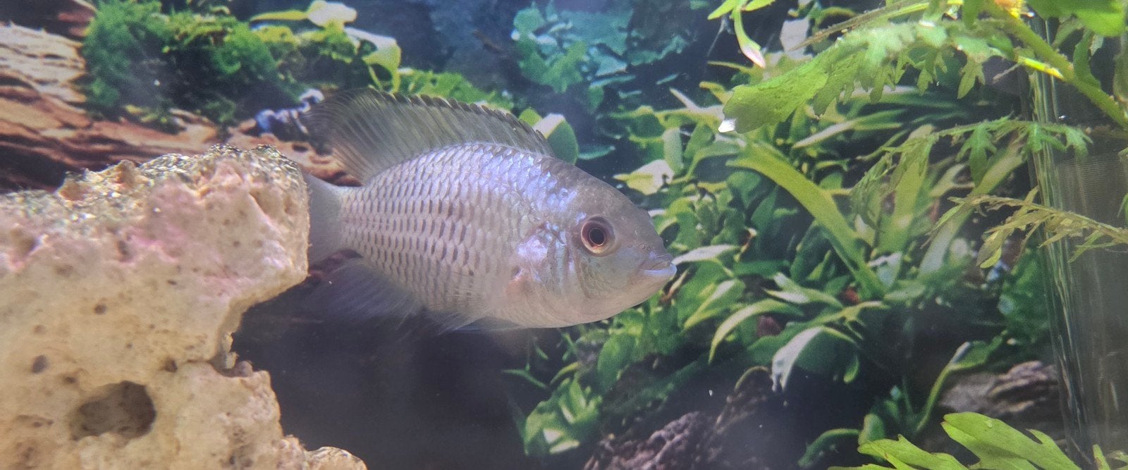 Koppeltje Andinoacara pulcher – Blauwe Acara, Dieren en Toebehoren, Vis